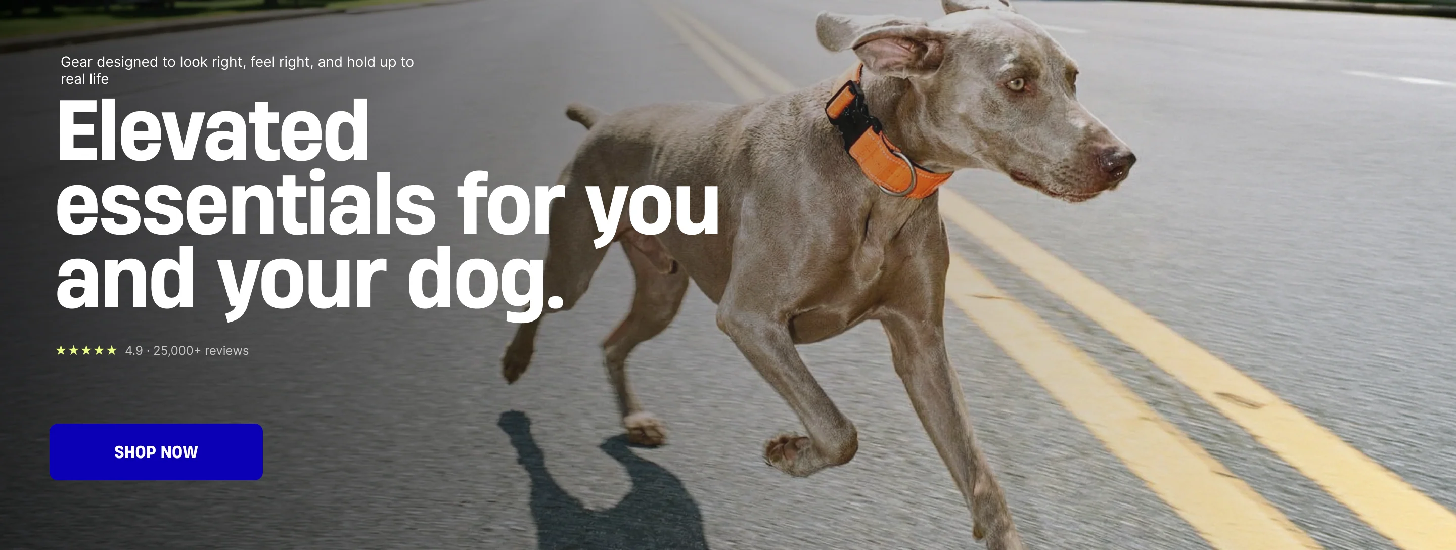 Elevate Your Dog's Daily Style